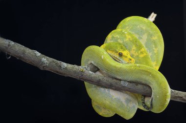 Siyah arka plan üzerine izole yılan