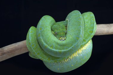 Siyah arka plan üzerine izole yılan