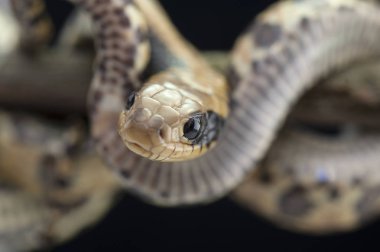 Siyah arka plan üzerine izole yılan