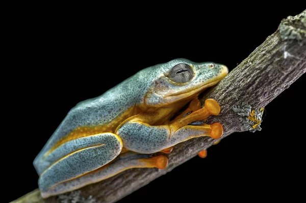 Rana isolata su sfondo nero — Foto Stock