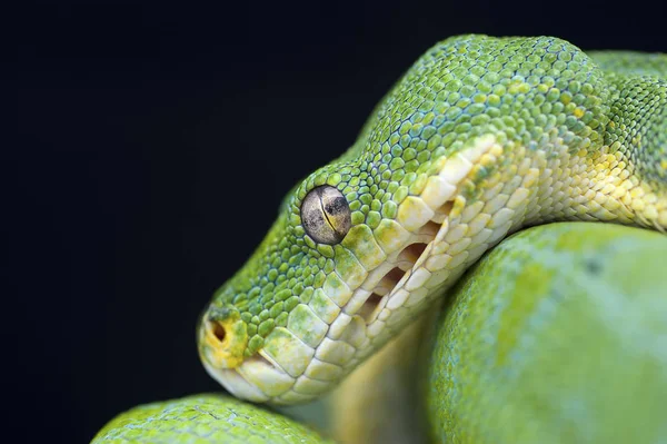 Snake isolated on black background — Stock Photo, Image