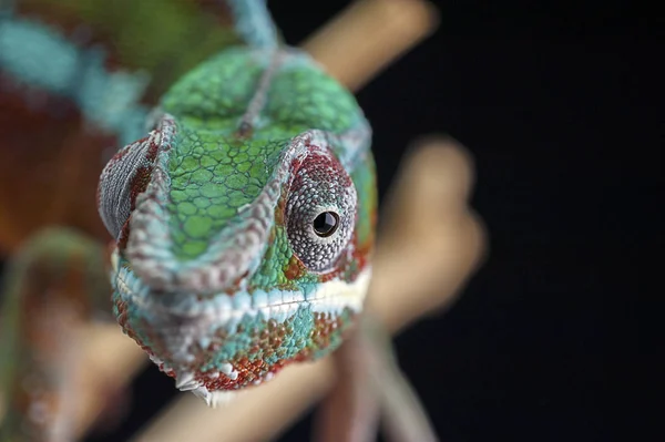 Chameleon isolated on black background — Stok fotoğraf