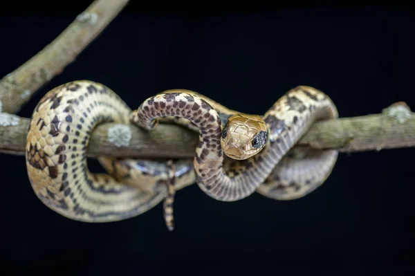 黒の背景に分離されたヘビ — ストック写真