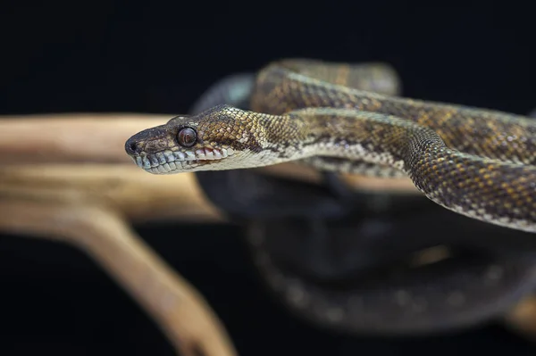 Serpent isolé sur fond noir — Photo