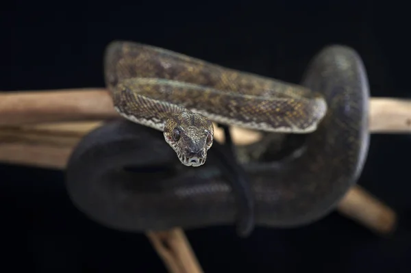 검은 배경에 고립 된 뱀 — 스톡 사진