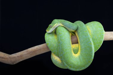 Siyah arka plan üzerine izole yılan