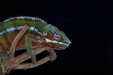 chameleon isolated on black background