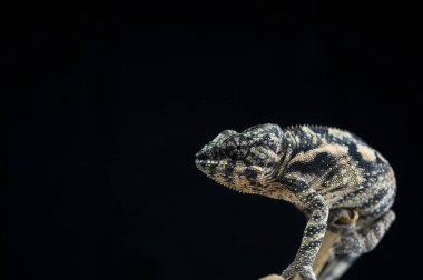 chameleon isolated on black background