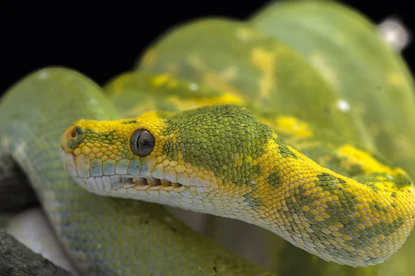 Snake isolated on black background — Stock Photo, Image