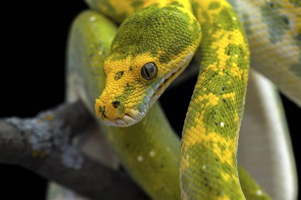 Serpiente aislada sobre fondo negro —  Fotos de Stock