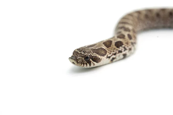 하얀 배경에 고립된 뱀 — 스톡 사진