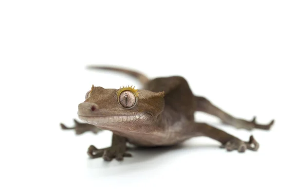 Lagarto geco fondo blanco aislado — Foto de Stock