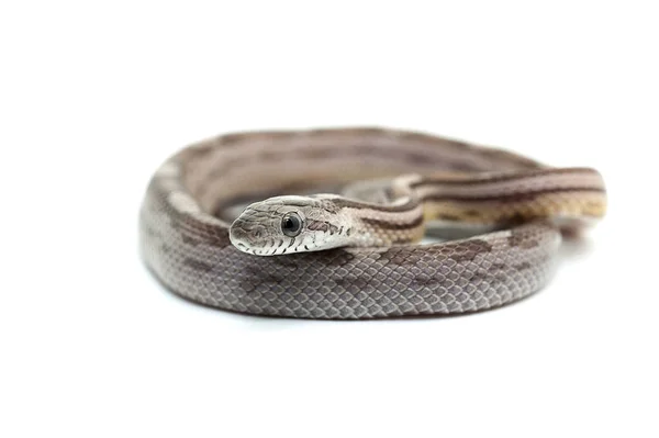 하얀 배경에 고립된 뱀 — 스톡 사진