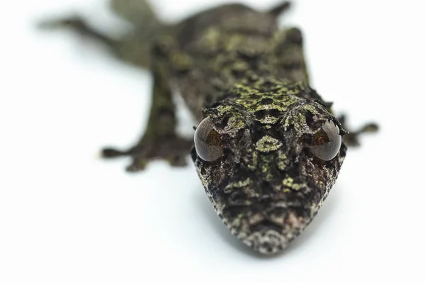 Gecko jaszczurka na białym tle na białym tle — Zdjęcie stockowe