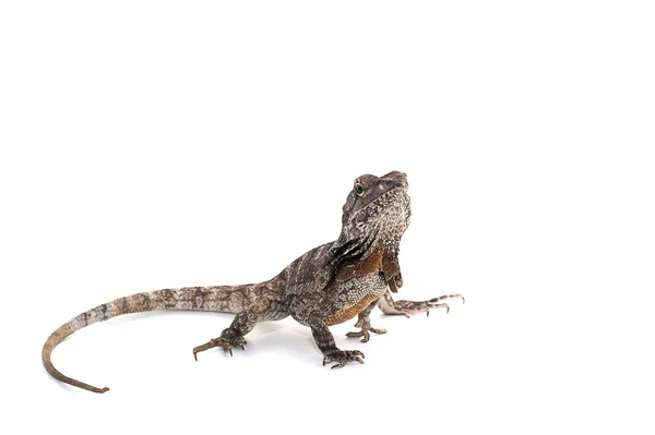 Ještěrky gecko izolovaných na bílém pozadí — Stock fotografie
