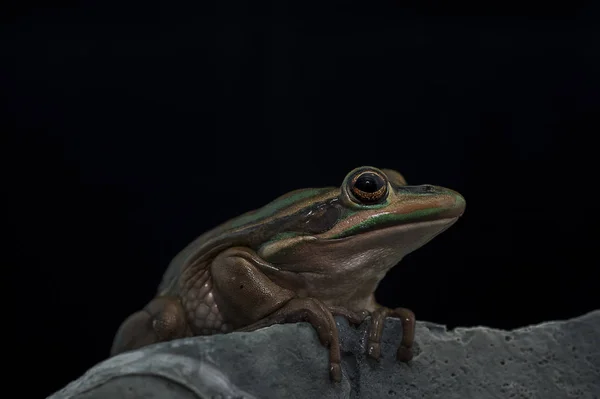 Rana isolata su sfondo nero — Foto Stock