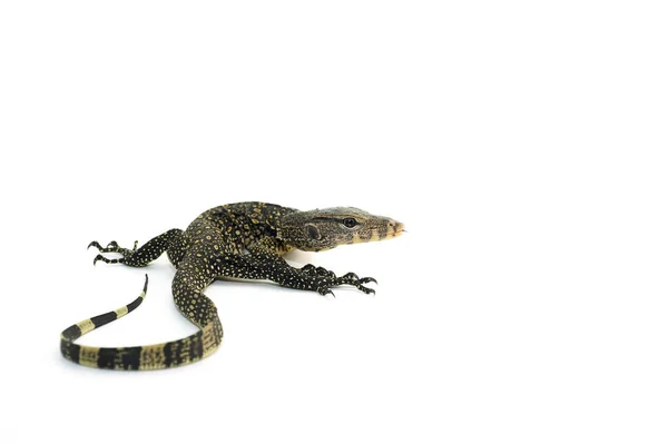 Ještěrky gecko izolovaných na bílém pozadí — Stock fotografie