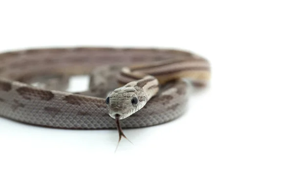 Snake isolated on white background — Stock Photo, Image