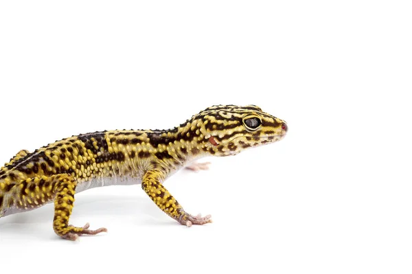 Gecko isoliert auf weißem Hintergrund — Stockfoto