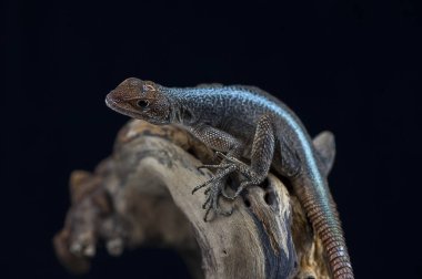 siyah izole kertenkele