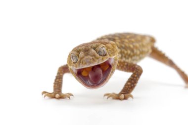 Gecko beyaz arkaplanda izole edildi