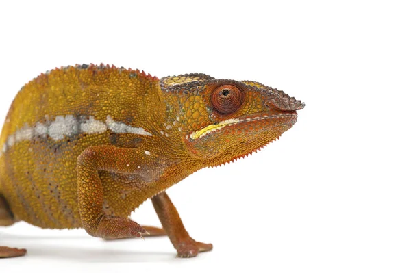Chameleon ještěrka izolovaných na bílém pozadí — Stock fotografie