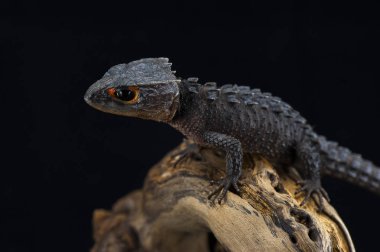 Siyah arka plan üzerine izole gecko