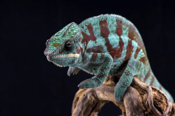 Caméléon isolé sur fond noir — Photo