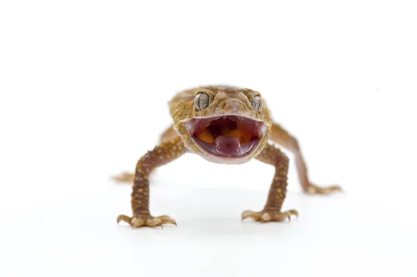 Gecko izolowane na białym tle — Zdjęcie stockowe