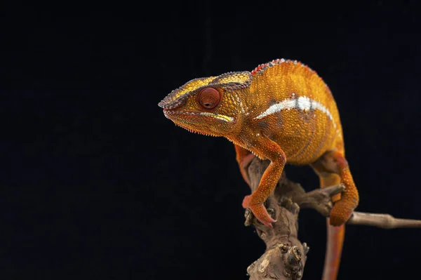 Chameleon izolovaných na černém pozadí — Stock fotografie