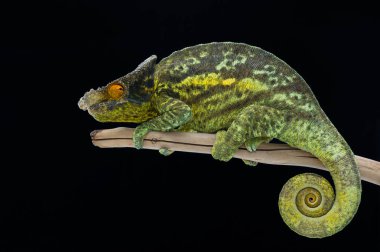 chameleon isolated on black background