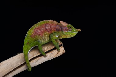chameleon isolated on black background
