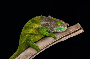 chameleon isolated on black background