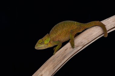chameleon isolated on black background