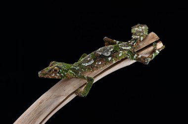 Siyah arka plan üzerine izole gecko