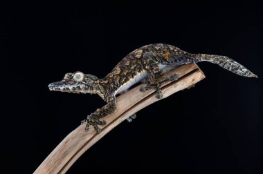 Siyah arka plan üzerine izole gecko