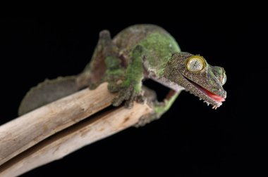 Siyah arka plan üzerine izole gecko