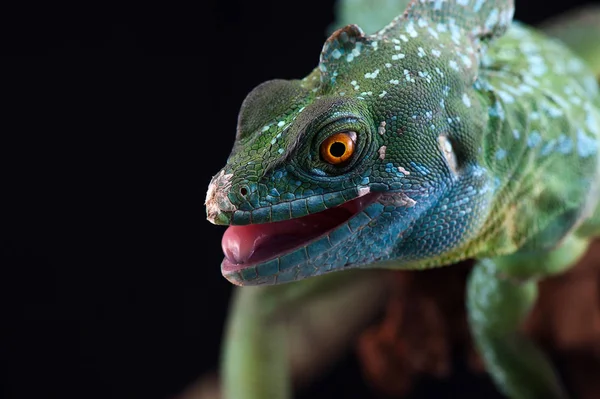 Lagarto isolado em preto — Fotografia de Stock