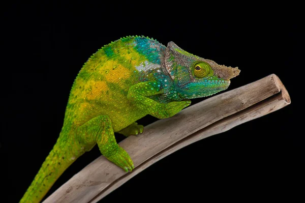Chameleon isolated on black background — Stok fotoğraf
