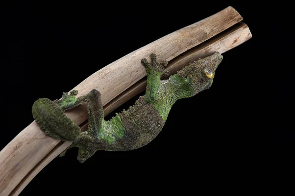 Gecko elszigetelt fekete háttér — Stock Fotó