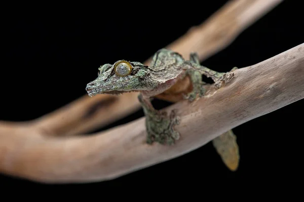 Siyah arka plan üzerine izole gecko — Stok fotoğraf