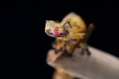 Siyah arka plan üzerine izole gecko