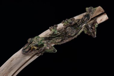 Siyah arka plan üzerine izole gecko