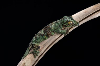 Siyah arka plan üzerine izole gecko