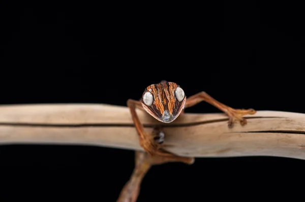 Gecko isolado no fundo preto — Fotografia de Stock