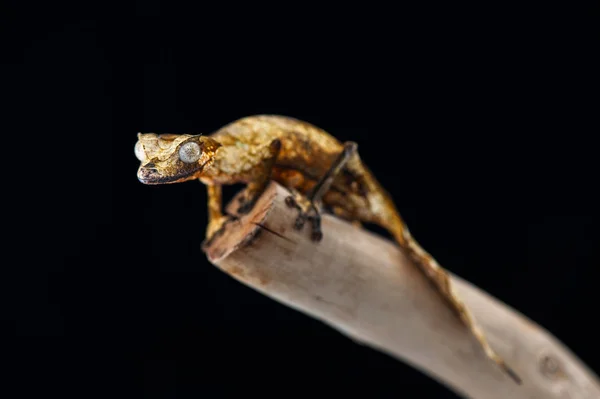 Gecko na białym na czarnym tle — Zdjęcie stockowe