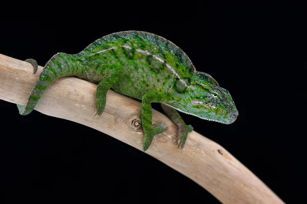 chameleon isolated on black background