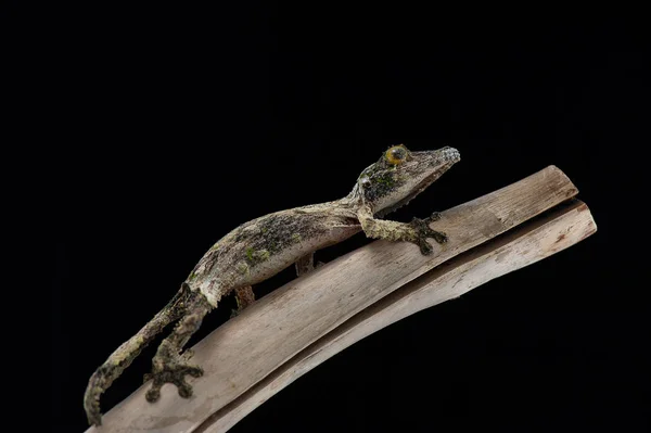 Siyah arka plan üzerine izole gecko — Stok fotoğraf