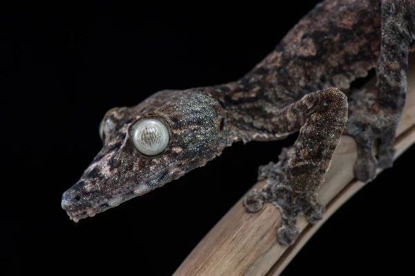 Siyah arka plan üzerine izole gecko — Stok fotoğraf