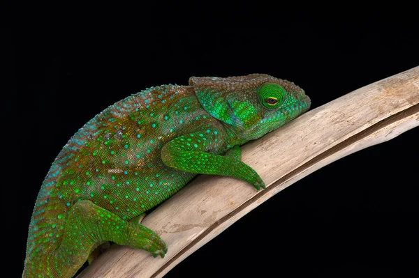 Chameleon isolated on black background — Stok fotoğraf